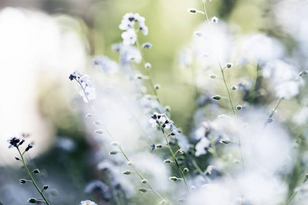 istock Forget-me-not (Myosotis) flowers blooming 1323996306