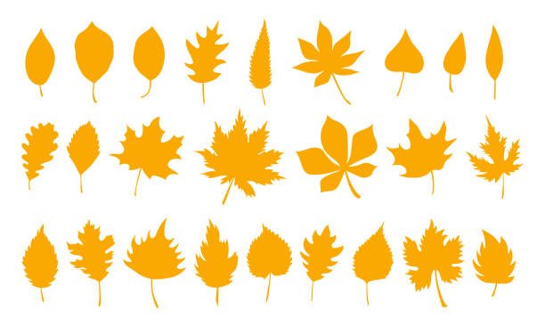 ilustraciones, imágenes clip art, dibujos animados e iconos de stock de gran conjunto de hojas de otoño vectoriales, elementos herbales. colección de hojas de naranja simple de otoño. hoja plana botánica de otoño - fall leaves