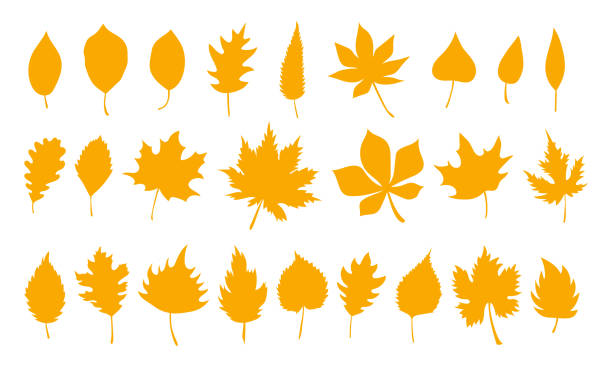 Big set of vector autumn leaves, herbal element. Collection of fall simple orange leaves. Can be used as isolated sign, symbol and icon. Collection of autumn botanical vector flat plant illustration