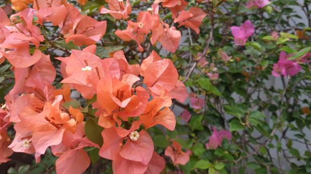 istock Bougenville flowers 1323998689