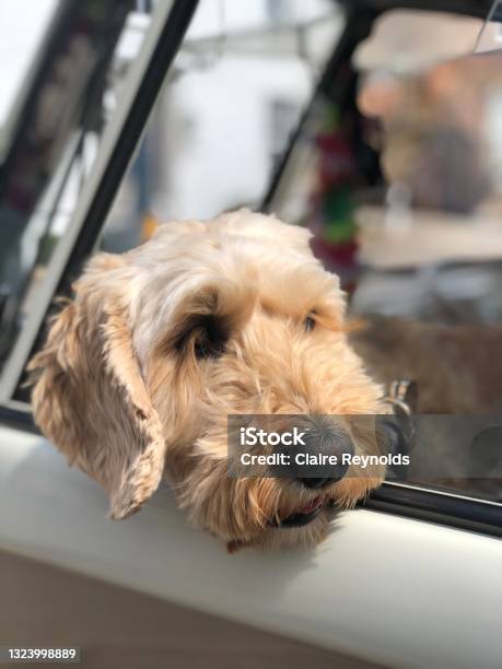 Cockapoo Cute Vw Campervan Vintage Stock Photo - Download Image Now - Animal, Animal Body Part, Animal Head