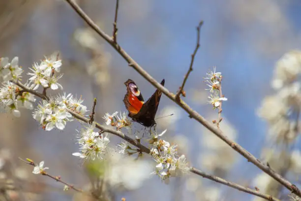Peacock butterfly sitting on a branch with white blackthorn blossoms, also called prunus spinosa or schlehdorn