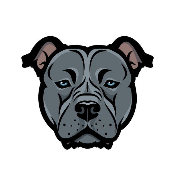 american staffordshire bull terrier dog, bully, pitbull - isolated vector illustration - 比特犬 幅插畫檔、美工圖案、卡通及圖標