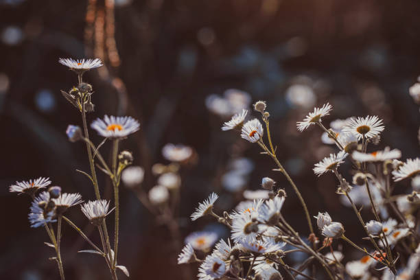 istock Autumn wild grass and flowers on a meadow 1324001102