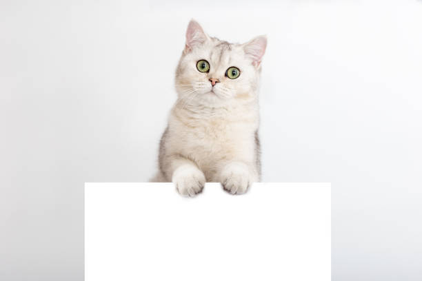 istock A funny white and silver British cat stands on a horizontal postcard with a place for your text, on a white background. 1324001353