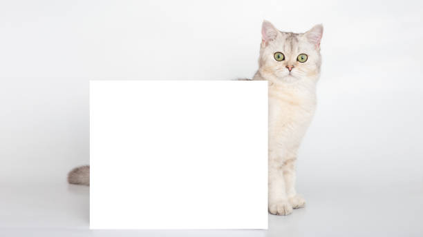 istock A beautiful white British cat stands behind a horizontal postcard with a place for your text, on a white background. 1324001396
