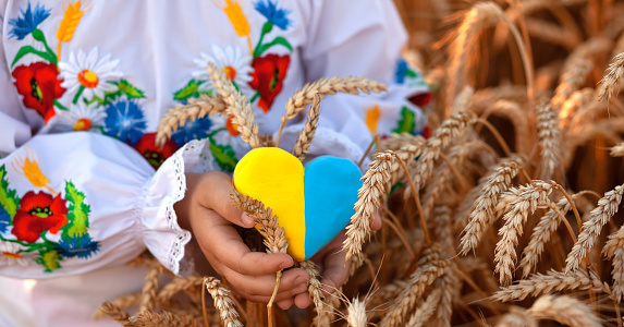 A yellow and blue heart and spikelets of wheat in the hands of a child in an embroidered shirt ( vyshyvanka). Wheat field at sunset.Unity Day, Independence Day of Ukraine, Embroidery Day
