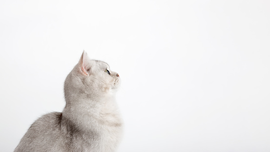 Wide banner. A white British cat sits and looks to the side and up to an empty space. Isolated on white background