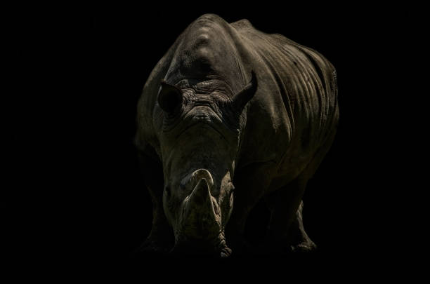 istock Rhinoceros on a black background. 1324002568