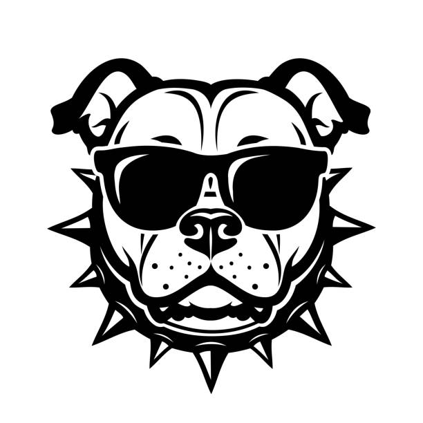 american staffordshire bull terrier hund mit sonnenbrille - pitbull, staffordshire bullterrier - isoliert vektor-illustration - bulldogge stock-grafiken, -clipart, -cartoons und -symbole