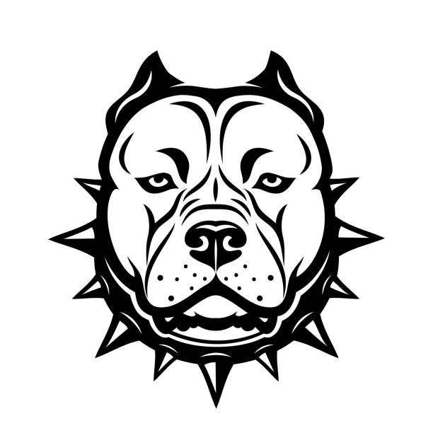 ilustrações, clipart, desenhos animados e ícones de american staffordshire bull terrier cão isolado ilustração vetorial - pit bull terrier