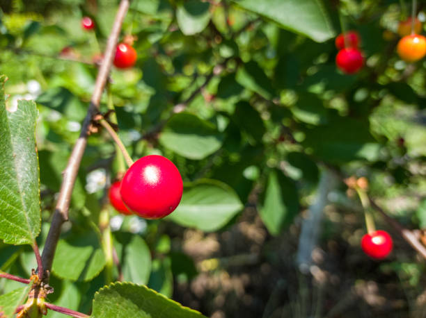 istock Ripe cherries on the branches. Fruit garden. 1324004434