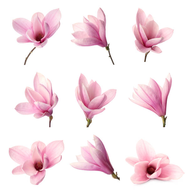 白い背景に美しいマグノリアの花で設定 - magnolia ストックフォトと画像