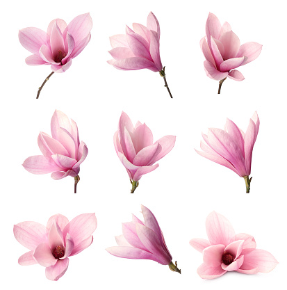 Set with beautiful magnolia flowers on white background