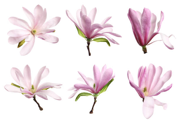 istock Set with beautiful magnolia flowers on white background 1324004444
