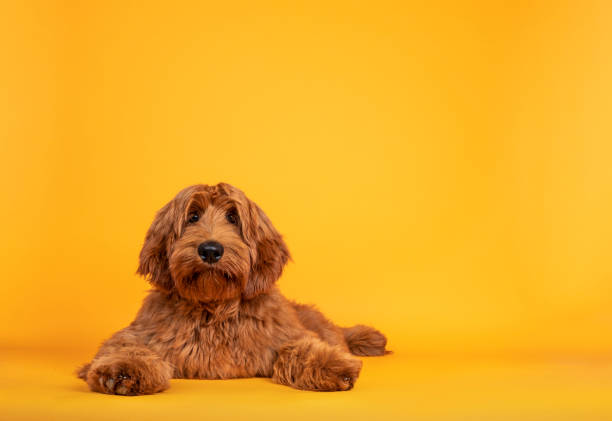 cobberdog aka labradoodle on yellow background - dog puppy lying down looking at camera imagens e fotografias de stock