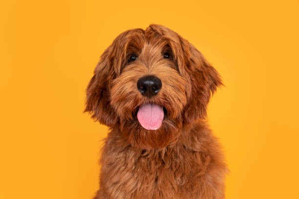istock Cobberdog aka labradoodle on yellow background 1324004557