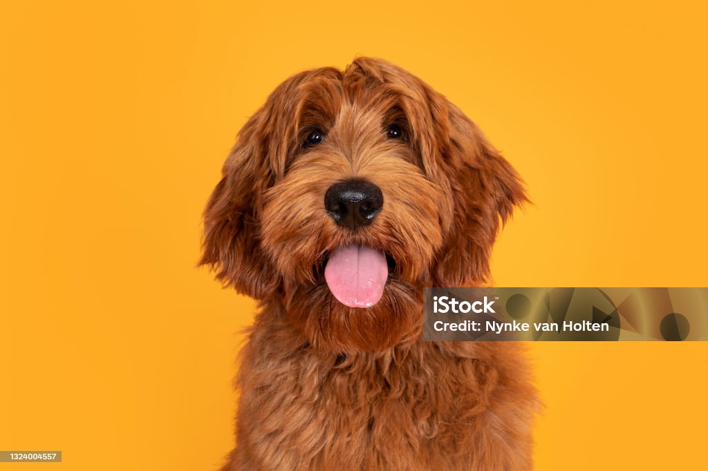 Cobberdog aka labradoodle on yellow background Head shot of handsome male Cobberdog aka labradoodle, sitting up facing front. Looking towards camera with friendly face and tongue out. Isolated on orange yellow background. Dog Stock Photo