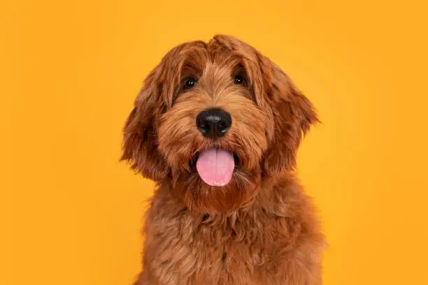 Head shot of handsome male Cobberdog aka labradoodle, sitting up facing front. Looking towards camera with friendly face and tongue out. Isolated on orange yellow background.