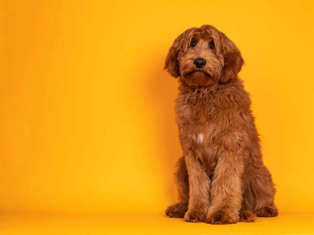 istock Cobberdog aka labradoodle on yellow background 1324004560