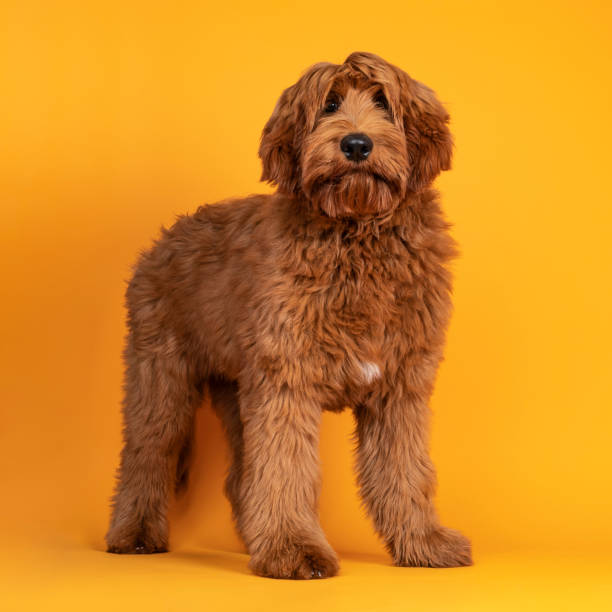 istock Cobberdog aka labradoodle on yellow background 1324004567