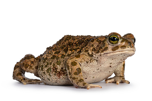 Bufo Boulengeri \naka African Green Toad, sitting side ways. Looking towards camera. Isolated on a white background.