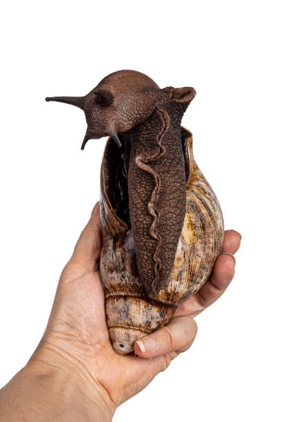 istock Giant snail on white background 1324004605