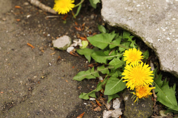 istock Yellow dandelion flowers with green leaves growing outdoors. Space for text 1324006015