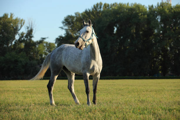 istock Holsteiner horse portrait in summer background 1324006230