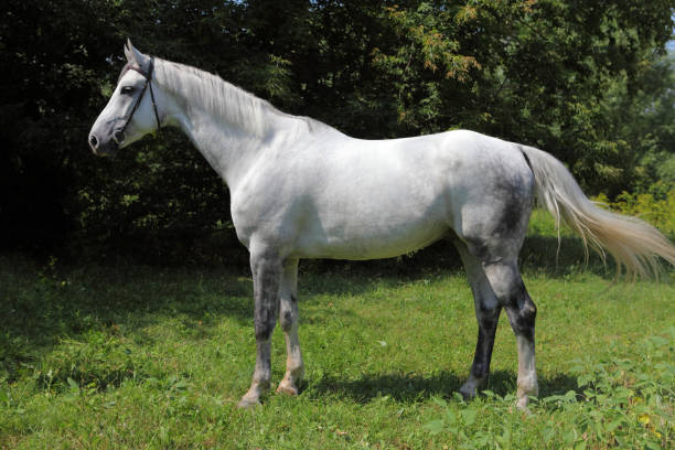 istock Holsteiner horse portrait in summer background 1324006231
