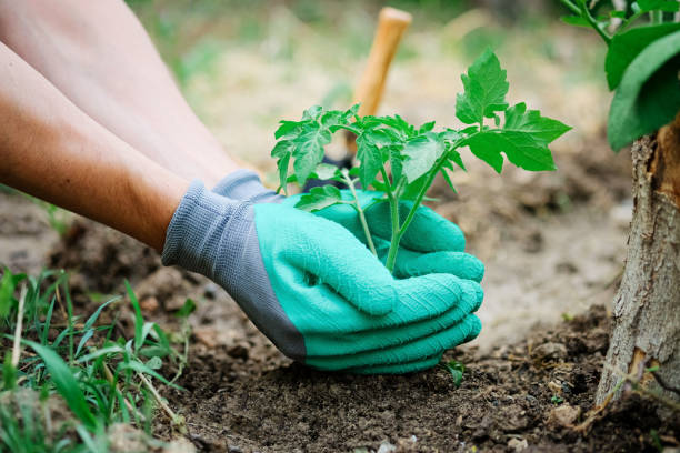 tomaten aus nächster nähe für sämlinge pflanzen. gärtner, die imgewächshaus sprossen anbauen und anbauen. rake und schaufel. reihe der gemüsepflanzen. - vegetable garden planting environment human hand stock-fotos und bilder