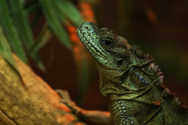 istock Amboina sailfin lizard on tree branch at herpetarium, closeup 1324007556