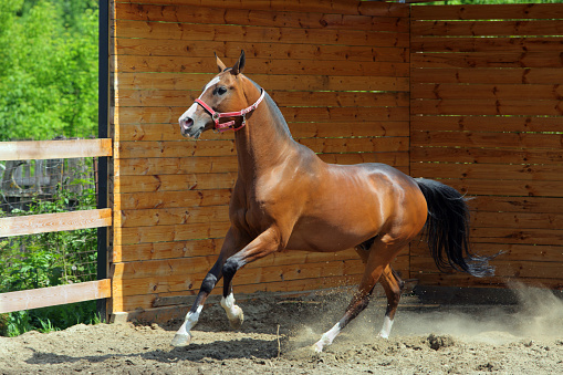Young aristocratic bay stallion of Akhal Teke horse breed from Turkmenistan, galloping in a paddock, wooden poles
