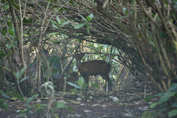 istock The Indian muntjac, Muntiacus muntjak 1324009120