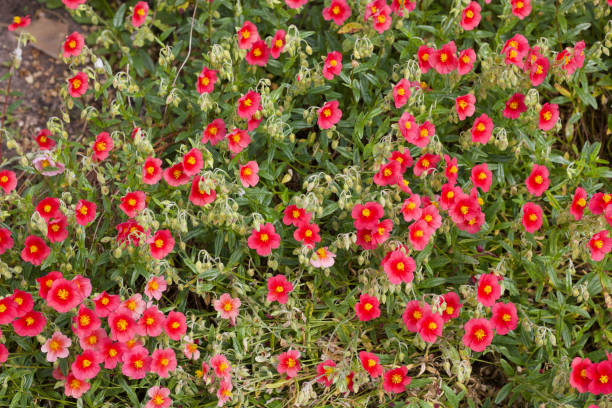 istock Full frame image of small red flowers and foliage 1324009202