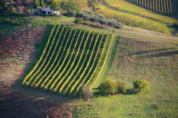 istock Vineyards and winery on hills, farming and wine pruduction 1324009884