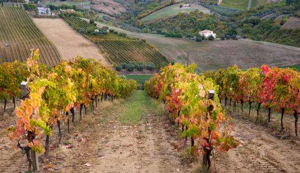 istock Vineyards and winery on hills, farming and wine pruduction 1324010167