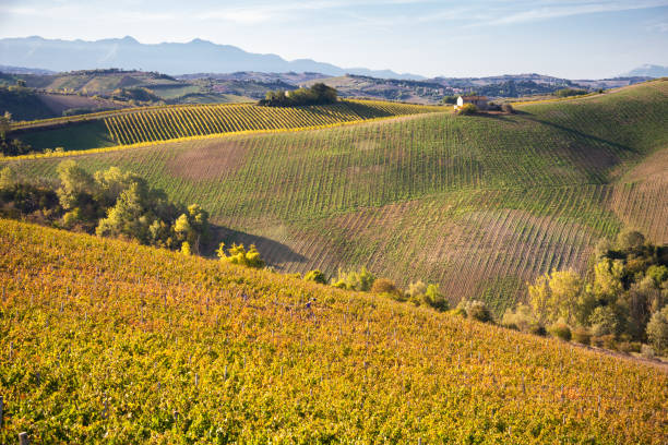 istock Vineyards and winery on hills, farming and wine pruduction 1324010881