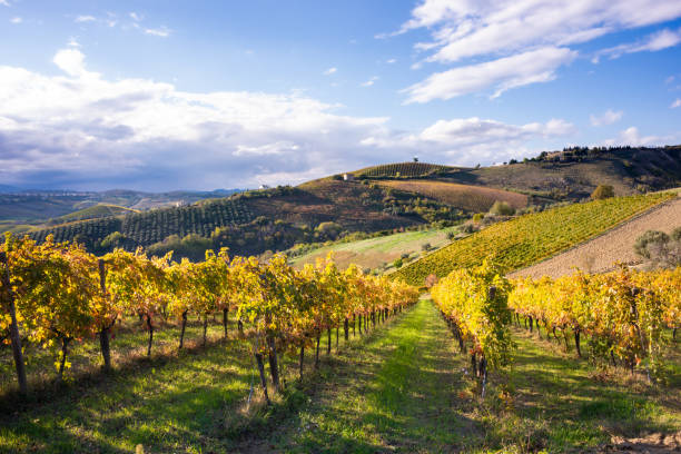 istock Vineyards and winery on hills, farming and wine pruduction 1324011153