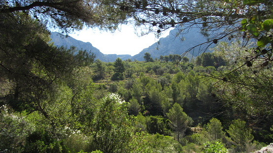 Panoramic view among pine trees of Mediterranean forest