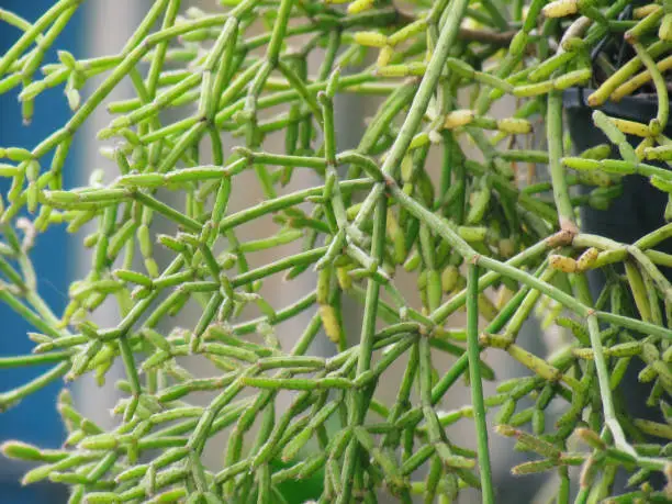 Cactus Mistletoe Clover, Rhipsalis , Epiphytic plant, is a popular plant grown ornamental garden hanging. A plump cactus family. nature background.