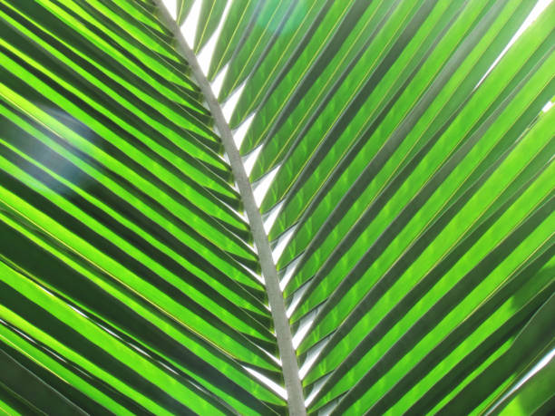 istock Texture with light and shadow on the coconut leaves in the daytime. nature background 1324012498