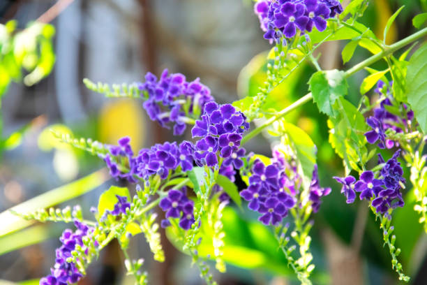 beautiful bouquet of duranta erecta or sky flower, golden dew drop, pigeon berry, purple flower are blooming in the garden. - erecta imagens e fotografias de stock