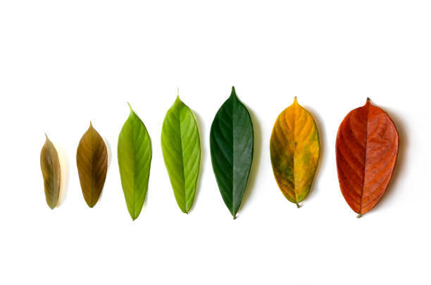 istock Cycle of leaves from young leaf to old leaf with change in leaf color 1324012565