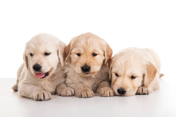 Three little smart puppy of breed Golden Retriever lie on a pink background and posing