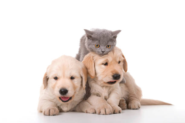 istock Three Golden retriever puppy and gray kitten 1324012579