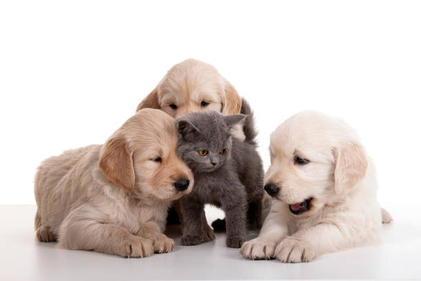 istock Three Golden retriever puppy and gray kitten 1324012735