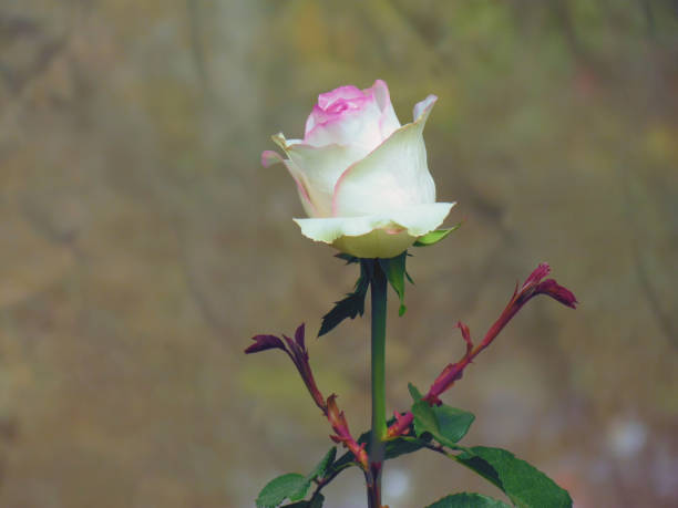 istock White Rose flower blooming in spring flower garden 1324012829