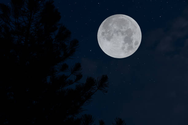istock Full moon on the sky with tree branch silhouette. 1324013025