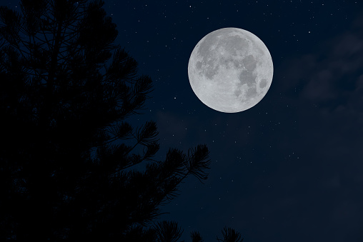 Full moon on the sky with tree branch silhouette.